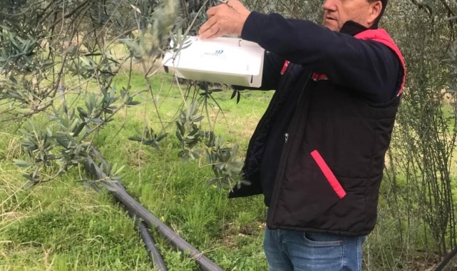 Havran'da zeytin güvesi alarmı