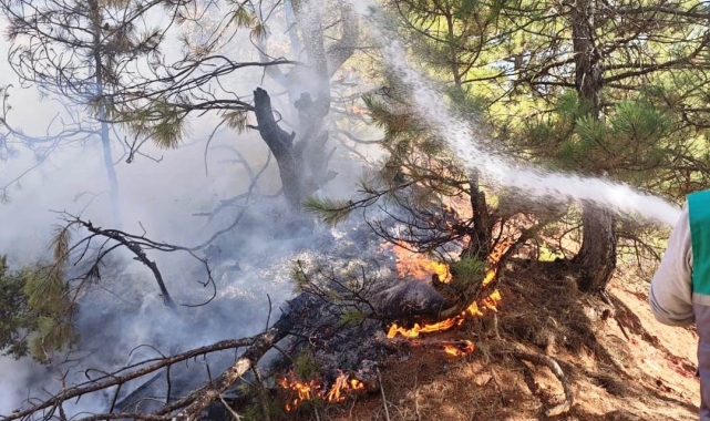 Hisarcık'ta orman yangını