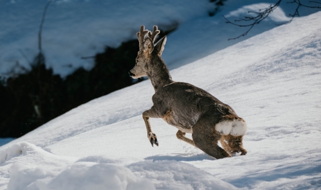 Hopalı balıkçılar denizdeki karacayı ağlarıyla kurtardı