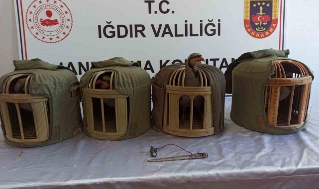 Iğdır'da kınalı keklik avcılarına 402 bin 825 lira ceza