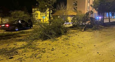 Isparta'da otomobil refüje çarparak 3 ağacı devirdi: 1 yaralı