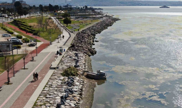 İzmir Bostanlı sahilini deniz marulu sardı