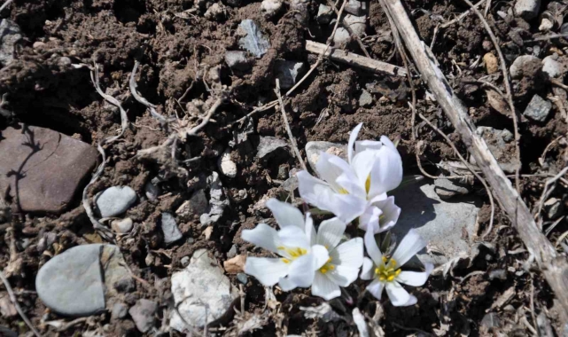 Kars'ta baharın habercisi kardelenler çiçek açtı