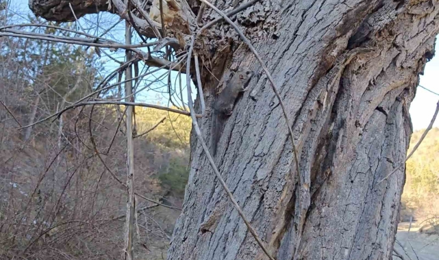 Kastamonu'da bulunan yediuyurlar ormana salındı