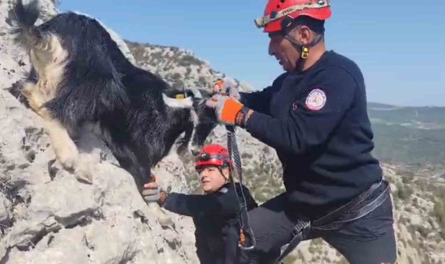 Kayalıklarda mahsur kalan keçiler 4 gün sonra kurtarıldı