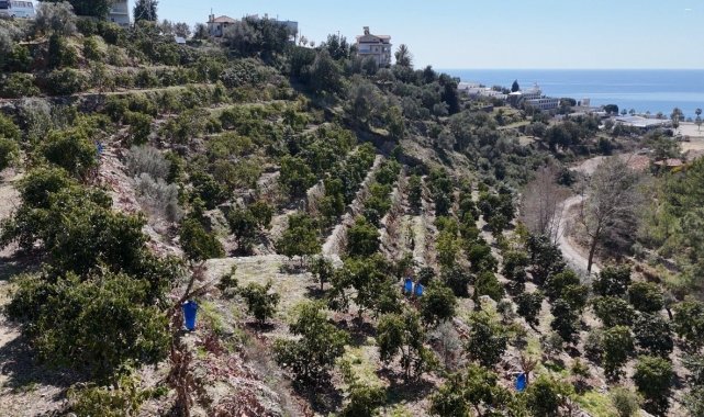 Kilogramı 200 TL'den satılan Avokadolar Alanya'da üreticilerin yüzünü güldürdü