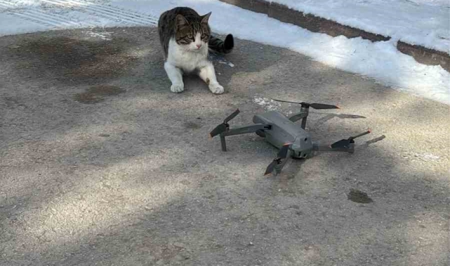Konya'da dron ile karşılaşan kedi gülümsetti