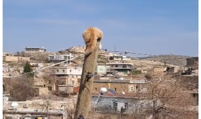 Köpekten kaçıp direğe tırmanan kediyi itfaiye kurtardı