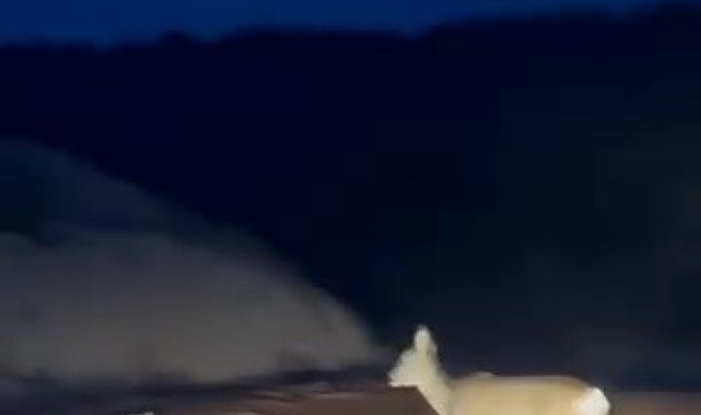 Köy yolundaki karaca kamerada