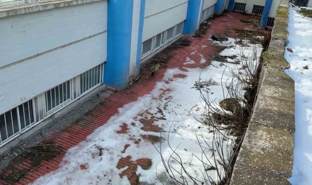 Kurnaz tilki kurtarma ekiplerini yıldırdı