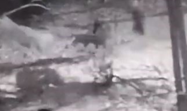 Kurtlara tek başına karşı koydu