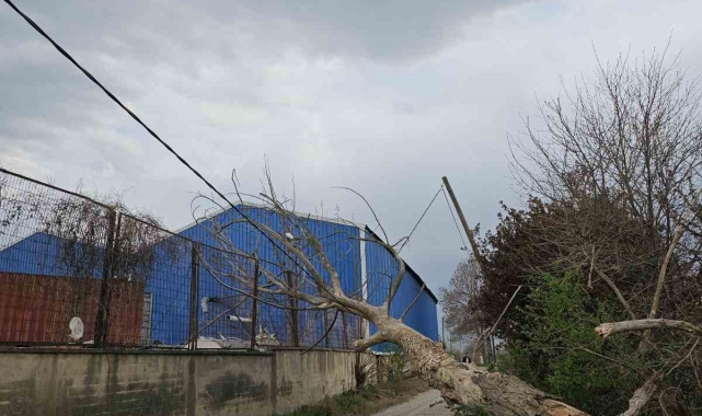 Lodos ağaçları devirdi