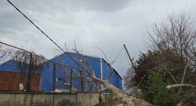 Lodos ağaçları devirdi