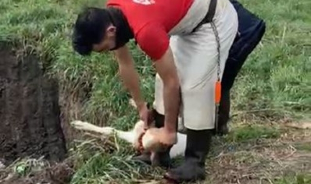 Lüleburgaz&#039;da kaçak yolla getirilen 12 buzağı itlaf edildi