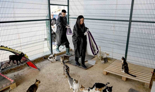 Mersin'de gönüllüler patili dostlarına destek oluyor