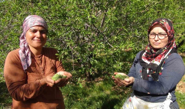 Mersin'de yüzde elli rekolte düşüşü yaşanan badem çağlası Dubai'ye ihraç ediliyor