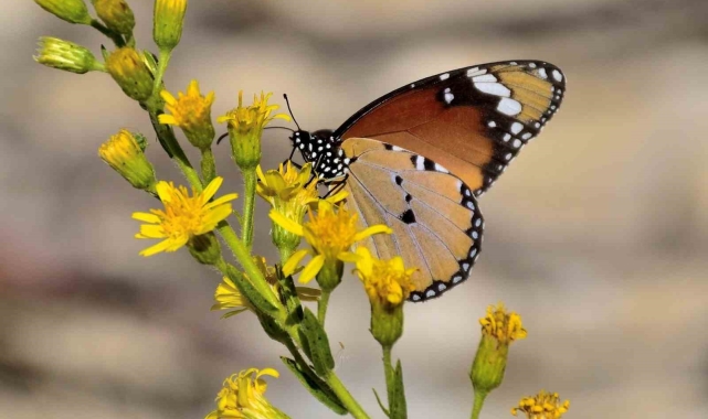 Mut 'Mutlu Kelebekler Festivaline' hazırlanıyor