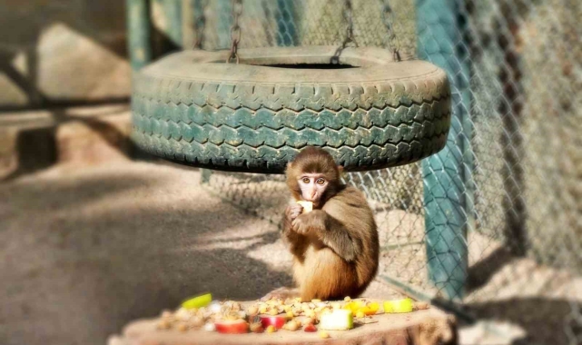 Otogardaki X-ray'den geçerken kolide yakalanan yavru maymuna annelik sürprizi