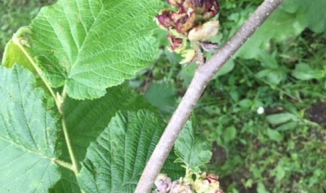 Profesör uyardı: Fındık kozalaklarını elle toplayıp atmanın tam zamanı