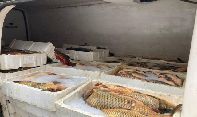 Samsun'da kaçak avlanan 1,5 ton balık ele geçirildi