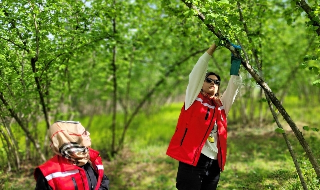Samsun&#039;da kahverengi kokarca zararlısıyla mücadele devam ediyor