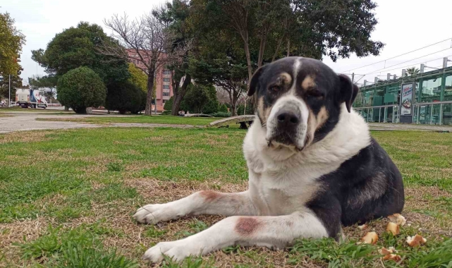 Samsun'da 26 binden fazla hayvana kuduz aşısı yapıldı