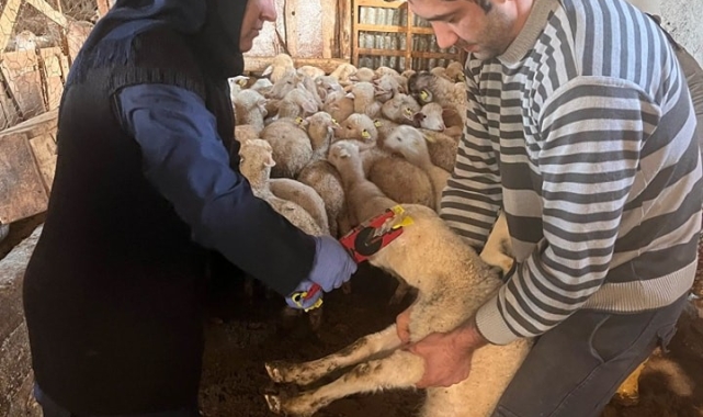 Sandıklı'da küçükbaş hayvanlar aşılanmaya başladı