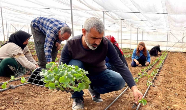 Şanlıurfa'da sebze fideleri seralarda toprakla buluştu
