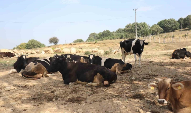 Şap hastalığı yayılmasın diye önlem alındı: 22 köyde tedbiren hayvan giriş ve çıkışı kısıtlandı