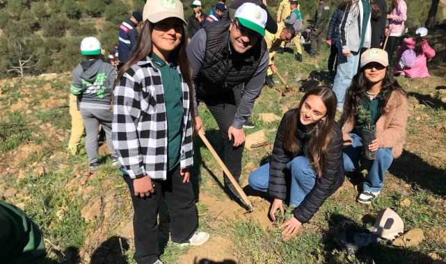 Sarıgöl'de 400 fıstık çamı toprakla buluştu