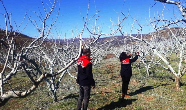 Şeftali ve nektarinde 'bordo bulamacı' zamanı