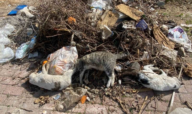 Serik'te çok sayıda ölü kedi bulundu