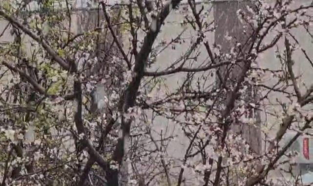 Siirt'te bahar ve kış aynı anda yaşandı