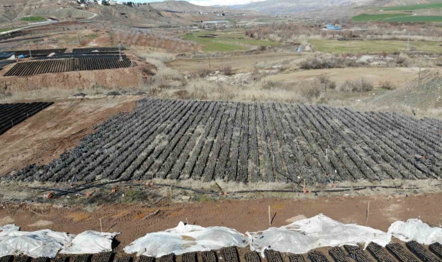 Siirt'te yetiştirilen fidanlar bölgenin fıstık ihtiyacını karşılıyor
