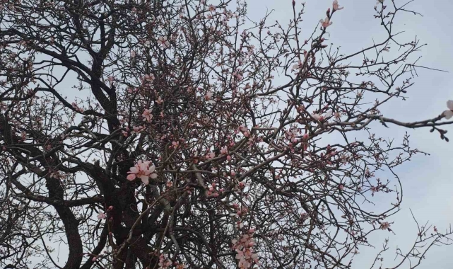 Silvan'da badem ağaçları çiçek açtı