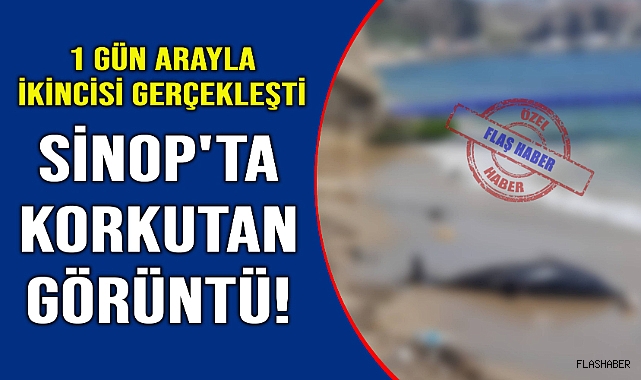 Sinop'ta ölü yunus sahile vurdu
