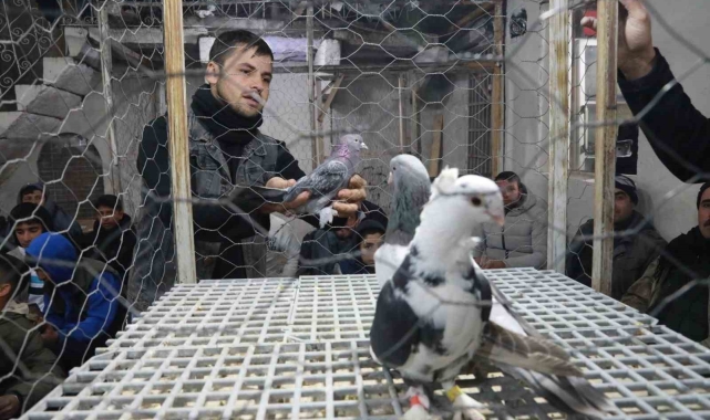 Siverek'te güvercin tutkunları mezatlarda buluşuyor