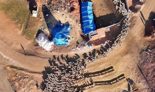 Süt kuzularının anneleriyle buluşma anı dron ile görüntülendi