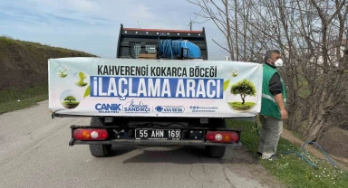 Tarımın düşmanı kokarcayla ilaçlı müdahale