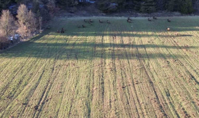 Tarlada yiyecek arayan domuz sürüsü dronla görüntülendi