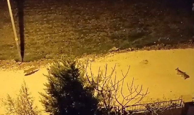 Tilkiler şehir merkezine indi
