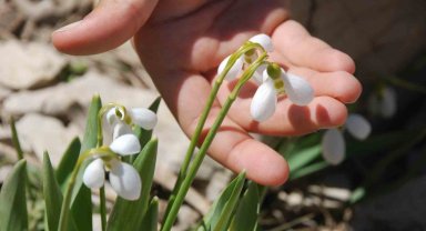 Toros Dağlarının beyaz gelinliği kardelenler yüzünü gösterdi