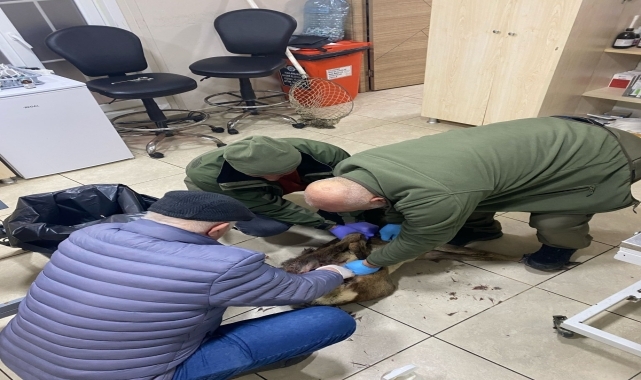 Trabzon&#039;da yaralı karaca koruma altına alındı