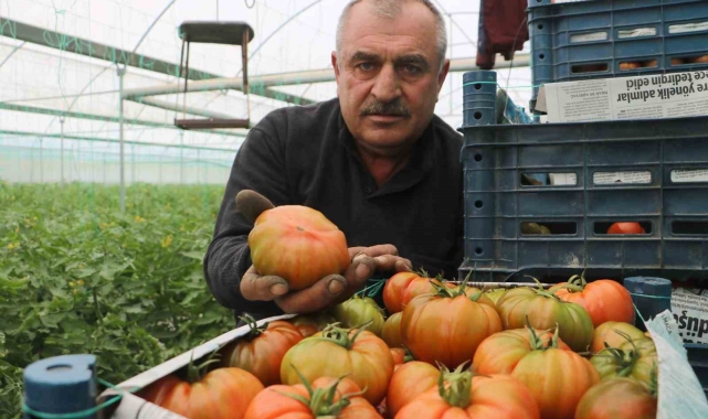 Turfanda hasat edilen domates serada 28 TL'den alıcı buluyor