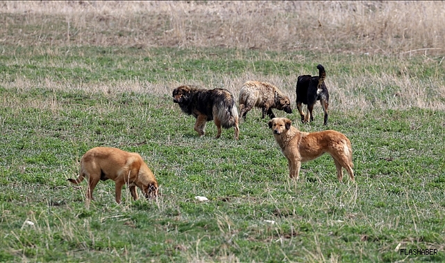 Türkeli Belediyesi'nden sahipsiz köpek açıklaması