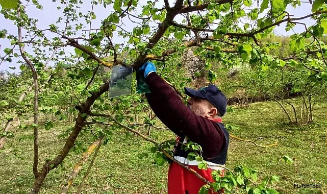 Türkeli'de kahverengi kokarca ile mücadele çalışmaları