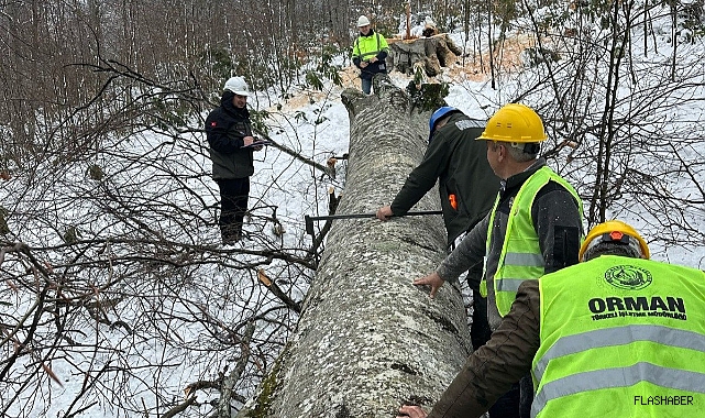 Türkeli’de sürdürülebilir orman üretimi için yeni adım