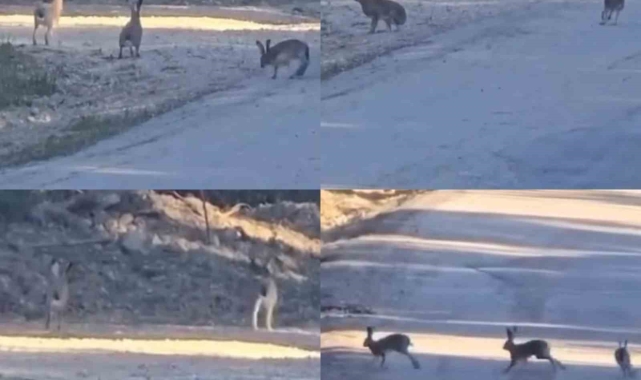 Yaban tavşanlarının neşeli anları kameraya yansıdı