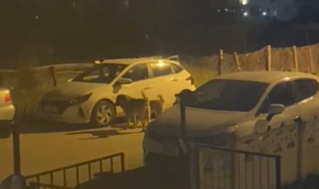 Yalova'da sokak köpekleri park halindeki otomobilleri paramparça etti