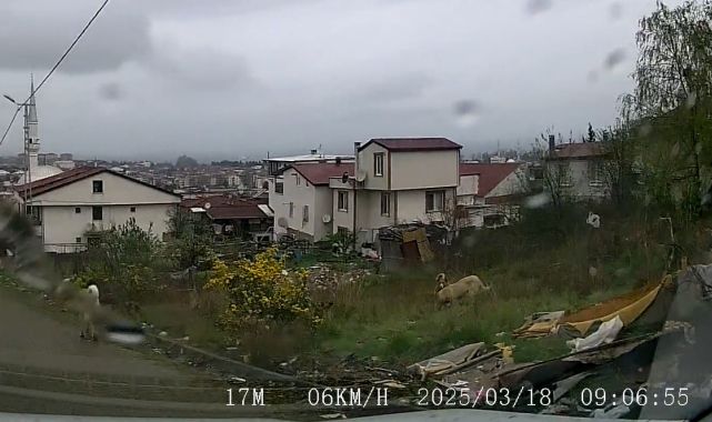 Yalova'da sokak köpeklerinin saldırdığı çocuk ağır yaralandı